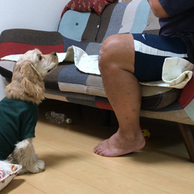 パピプペポ犬     教育パパ…の画像