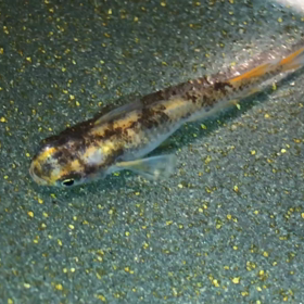 ステッカー送りまっせ(^^)Vの画像