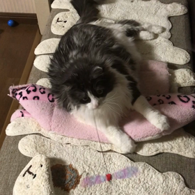 ぐうたらなねこさんたちの画像