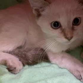 9月10日（日）参加猫可愛い4兄妹の画像