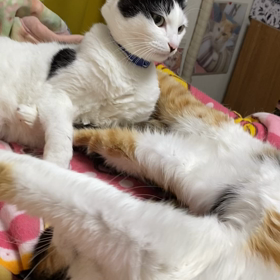 さぶリナの反応の差異の画像