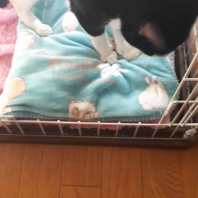 生で観たいよなやっぱりの画像