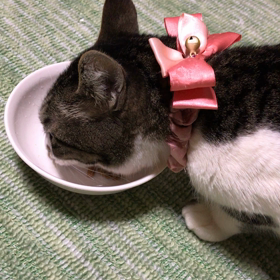 雪ちゃん里親様募集中の画像