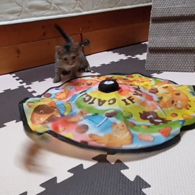 ネコちゃんに人気の電動おもちゃの画像