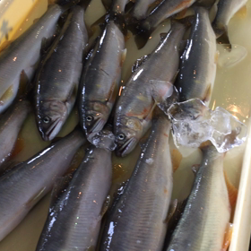 またまた鮎が！！の画像