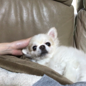 れごりーぬの画像