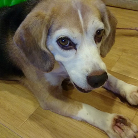 びーちゃんと小さい弟くんの画像