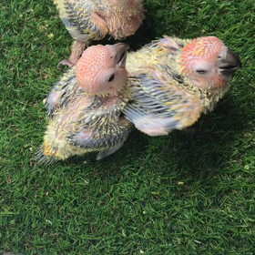 コガネメキシコインコ お食事タイムの画像