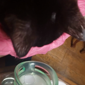 ウチノネコの画像