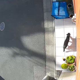 野良猫のゴミあさり阻止！の画像