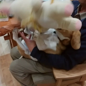 今日のモカの画像