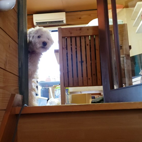 ヘレン犬ラーはご健在の画像