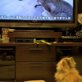 むーちゃん(=^x^=)は「もち様」が大好きの画像