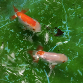 ナイス朝！の画像