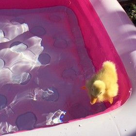 アヒルの水浴びの画像