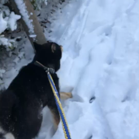 今朝の柴犬紋次郎の画像