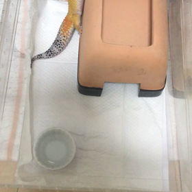 リュカちゃん　脱走前にパクッとの画像