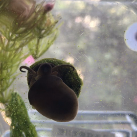 我が家のお掃除屋さんの画像