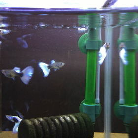 高グレードグッピー　zivo　国産ブリード生体・輸入観葉植物特化　卸・大卸専門の画像