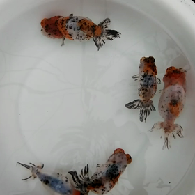 江戸錦・三歳魚・雌！の画像