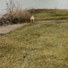 今日のワンコの画像