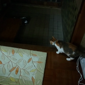 出会い…(о´∀`о)の画像