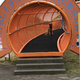 お      い    ！  シェリ！の画像