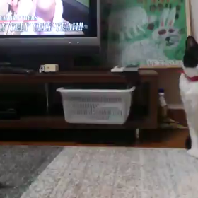 猫編(2)の画像