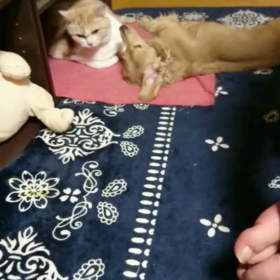 待っていたこの時を(*´ω｀*)の画像