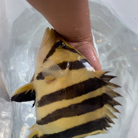 発送ラッシュ！！の画像