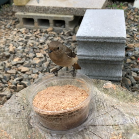 ジョウビタキ㉑　ジュビが怖がってるの画像