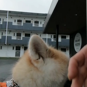 昨日と同じ散歩コース。ゆっくり休み休み。途中☔だったり。無事終了して良かった＼(^-^)／‼️の画像