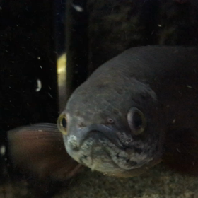 今日は熱帯魚水槽です❣️の画像