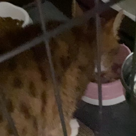 るーちゃんと子猫たちの画像