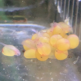 うちの子‼️の画像