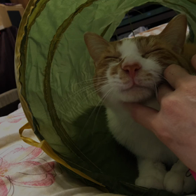 iPhoneの写真機能の画像