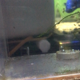 孵化ラッシュ‼️の画像