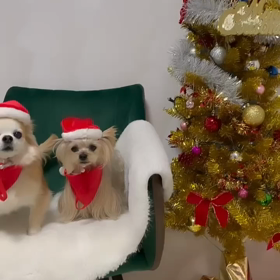 メリークリスマスの画像