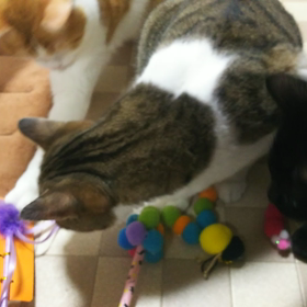 オモチャ♪の画像