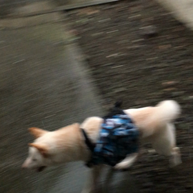 ワンコ動画 雨宿りの画像