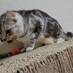 セミとシュシュの画像