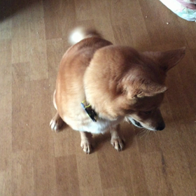 もったいぶる。（ケロ編）の画像