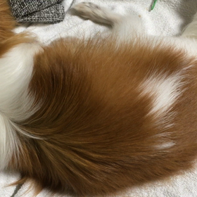 ステロイド副作用　高血圧の画像