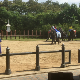 ニャンニャン日記、タイ、エレファントショー(^O^)／‼️の画像