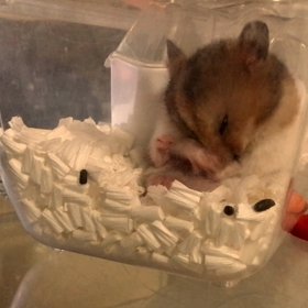 ゴールデンタイムの画像