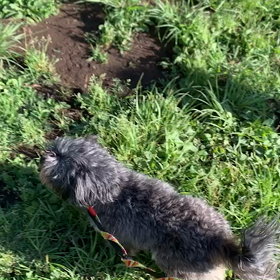 6月16日13わんこと1時間遠足  代々木公園の画像