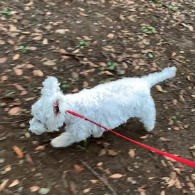 9月24日10わんこと1時間遠足  代々木公園の画像