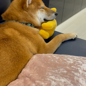 聴かせてみました。の画像