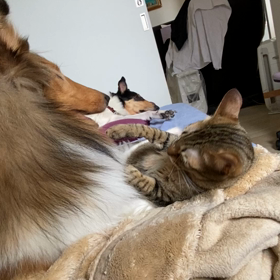 我が家の主 とらじろう❗️の画像