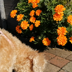 マリーゴールドと母わんこの画像